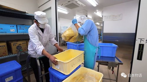 日本的孩子不吃盒饭,来看看日本的食品加工厂,是如何制作中小学生午餐的